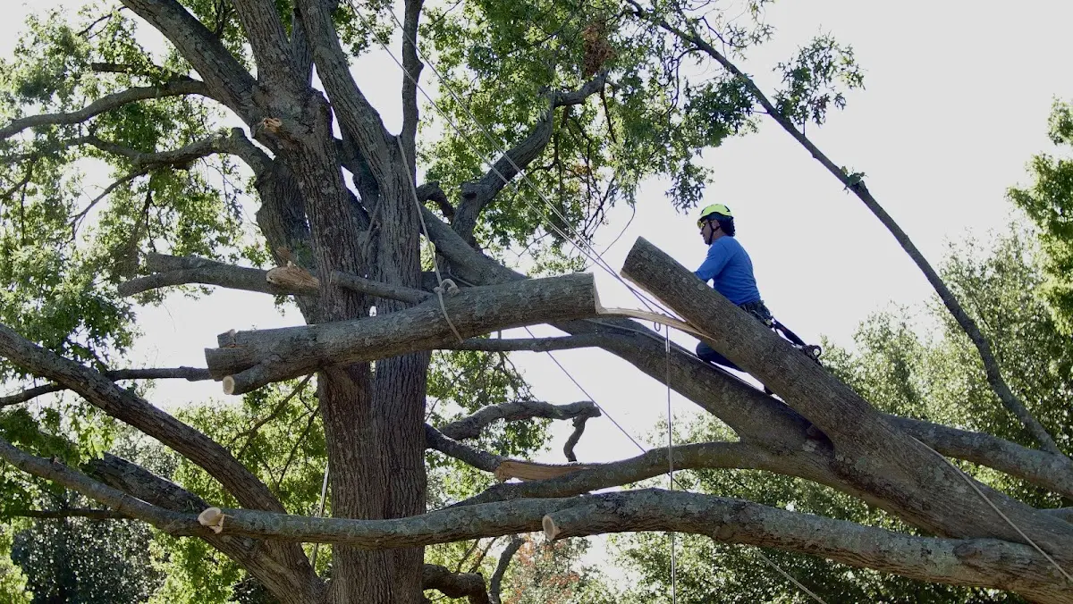 Professional Crown Thinning performed by certified arborists in Pontotoc